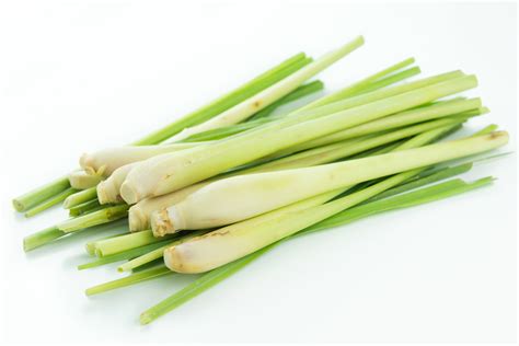 Lemongrass Essential Oil - OptingHealth