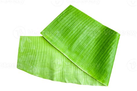 Banana leaf isolated on transparent background Fresh green banana ...