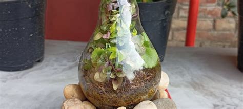 Eternal Terrarium in Electric Bulb Stock Image - Image of plants ...