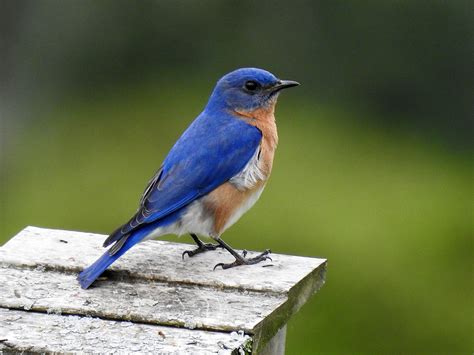 Eastern Bluebird, Male.jpg | BirdForum