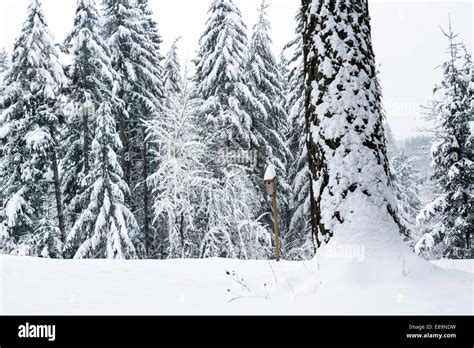 Snowy forest landscape Stock Photo - Alamy