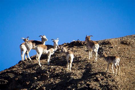 Tajikistan – The “Unnamed Valley” - WildlifeMoments.de