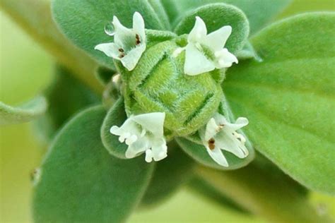 What Is Marjoram Used For? And 2 Great Marjoram Recipes - The Herb Exchange