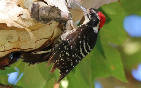 Nuttall's Woodpecker | Audubon Field Guide