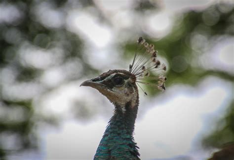 Photo of Teal and Brown Peacock · Free Stock Photo