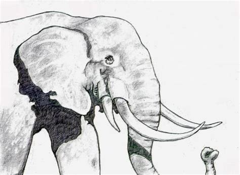 Four tusked Elephant by themachineman on DeviantArt