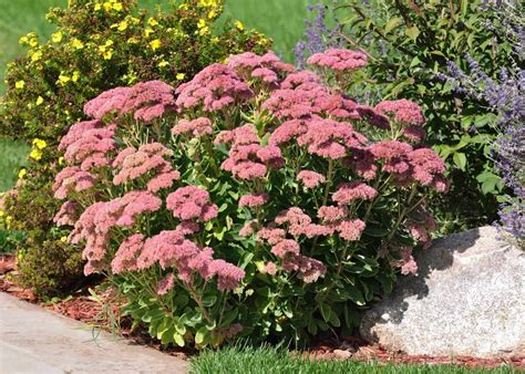 20+ sedum varieties to enhance your garden 🌿 🌸 TOP picks and hardy options