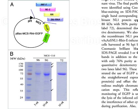 Bi-cistronic baculovirus expression vectors and purification of NL1... | Download Scientific Diagram