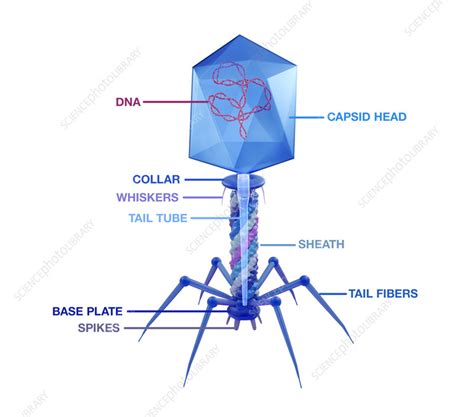 T4 bacteriophage structure, illustration - Stock Image - F037/7315 - Science Photo Library