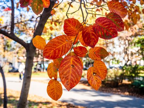 Red And Orange Fall Leaves - Free Stock Photo - FOCA Stock