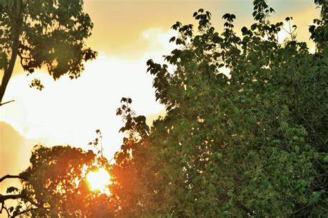 Green Trees With Sunset Free Stock Photo - Public Domain Pictures