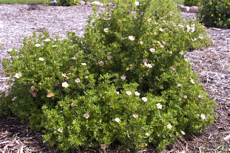 Potentilla Care | Plant Addicts