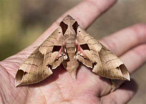 179/365 Achemon Sphinx Moth | Common in this part of America… | Flickr