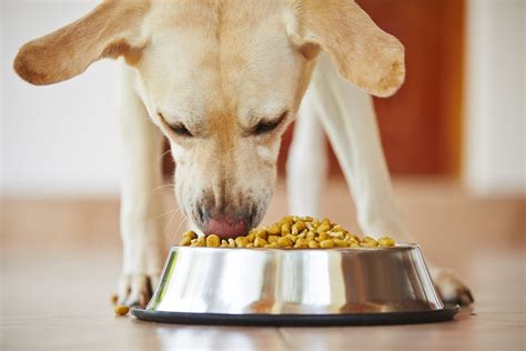 Grains Or No Grains: Addressing Pet Owner Concerns | VMBS News