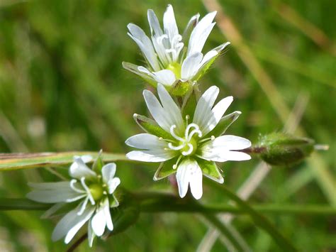 Photographs of Swift's Hill Nature Reserve, Gloucestershire, England: Mouse-ear chickweed