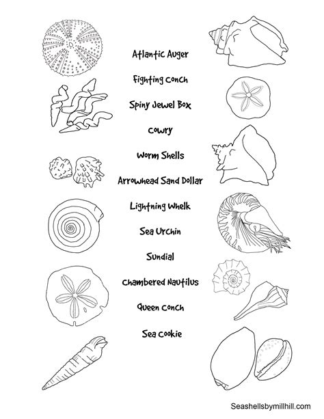 Pin on Shells, Surf & Sea Creatures