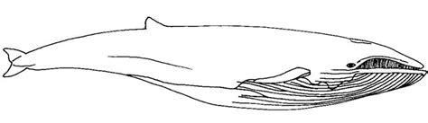 Fin Whale Size