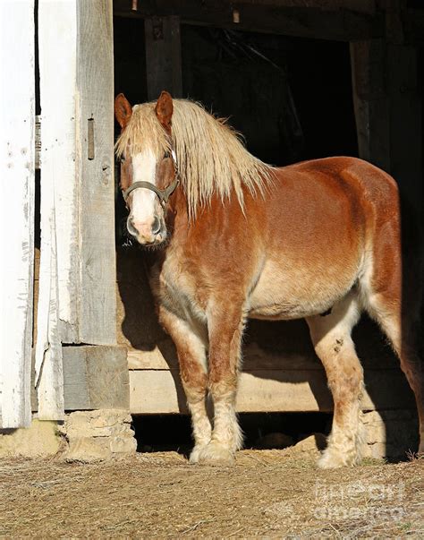 Belgian Draft Horse Photograph by Steve Gass | Pixels