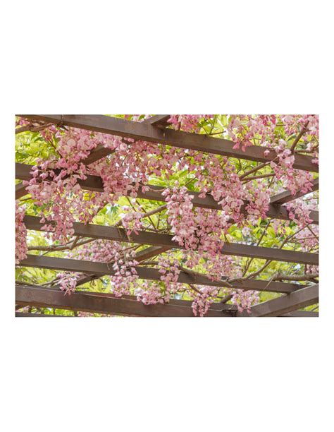 Japanese Pink Wisteria vine for sale (Wisteria floribunda)