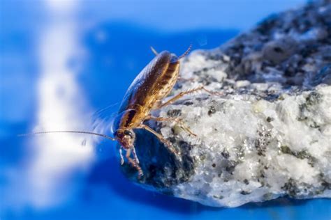 Cockroach Bites — 8 Fast Facts - Deal With Pests