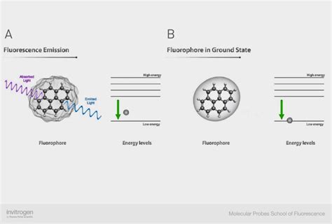 Fluorescence Process | Thermo Fisher Scientific - US