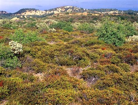 Structural And Physiological Adaptations - The Chaparral Biome