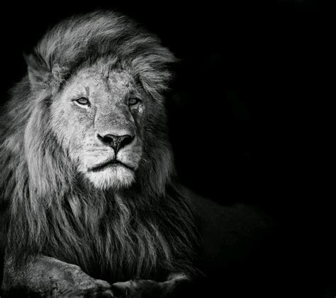 photography, Animals, Lion Wallpapers HD / Desktop and Mobile Backgrounds