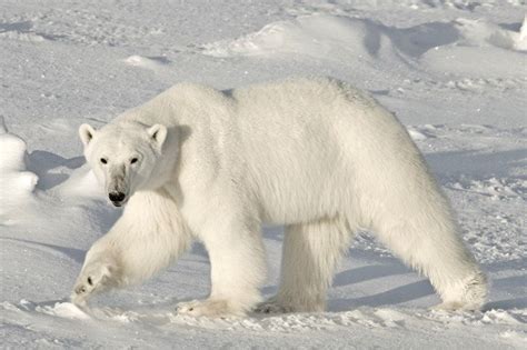 80 Interesting Facts about Bears | FactRetriever.com | Polar bear facts, Polar bear, Polar bear fur