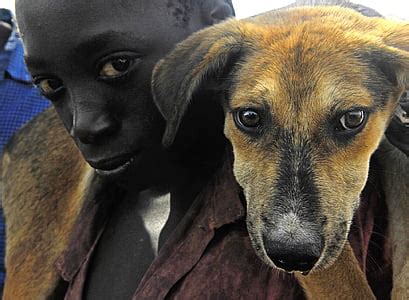 Royalty-Free photo: Boy in black shirt holding gray dog | PickPik