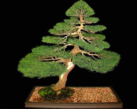 Download Trees Bonsai Wallpaper 1280x1024 | Wallpoper #392117