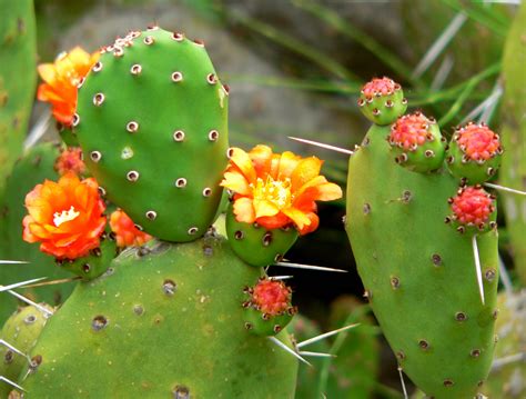 prickly pear - Wiktionary