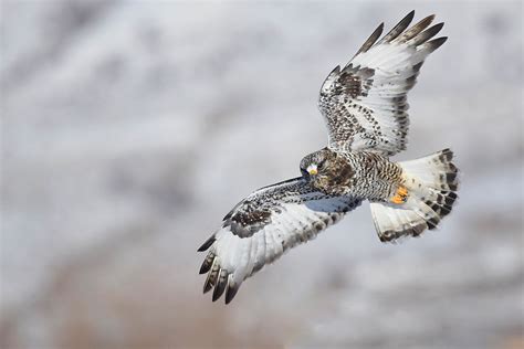 Rough-legged Buzzard / Buteo lagopus photo call and song