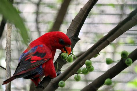 Red Parrot Eating The Fruit On The Free Stock Photo - Public Domain Pictures