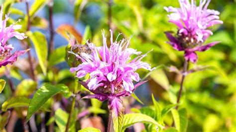 How to Plant, Grow and Care For Wild Bergamot