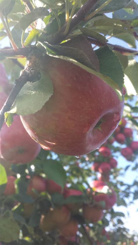 Quednow's Heirloom Apple Orchard - Farm Fresh Atlas