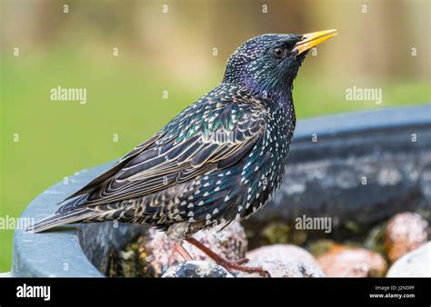 Female Starling Bird