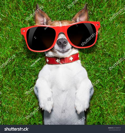 Super Funny Face Dog Lying On Back On Green Grass Looking Crazy Stock Photo 201880918 : Shutterstock