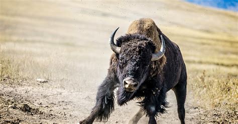 Apparently charging buffalo at National Bison Range - Jasonian Photography