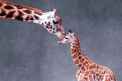 Mothers Love Giraffe Kiss Photo Giraffe Poster Giraffe Wall Art Giraffe ...