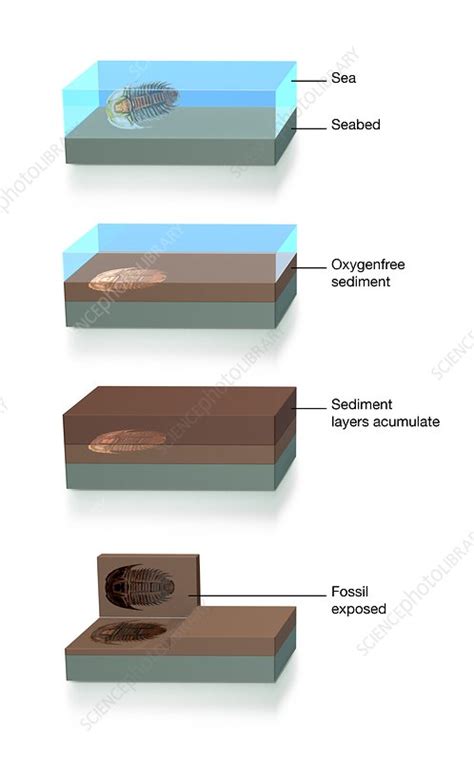 Fossil formation, illustration - Stock Image - C048/2767 - Science Photo Library