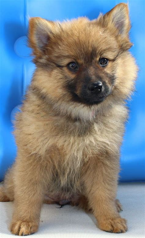 German #Spitz (Deutscher) / Mittelspitz / Kleinspitz #Dogs #Puppy Baby ...