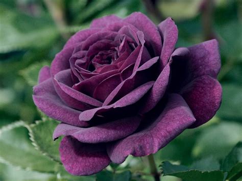 Purple Rose Wallpapers