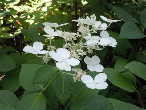 Panicle Hydrangea – Identification and Pruning | Walter Reeves: The ...