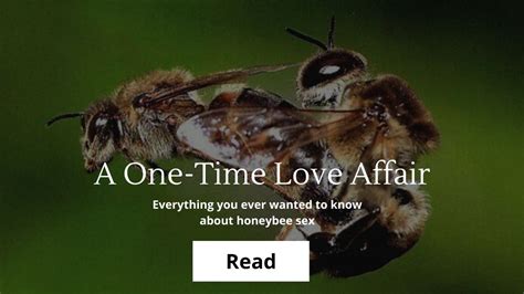 Bee Sex: A One-Time Love Affair