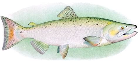 50 best ideas for coloring | Chinook Salmon Identification