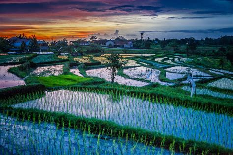 Sunset Over Paddy Fields Bali