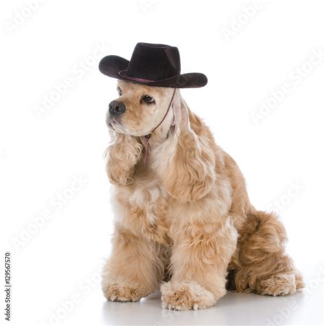 dog wearing cowboy hat - Buy this stock photo and explore similar ...