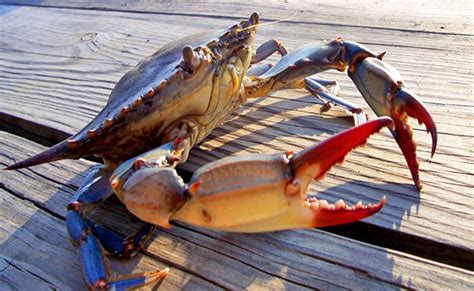 Blue Crab | Chesapeake Bay Story