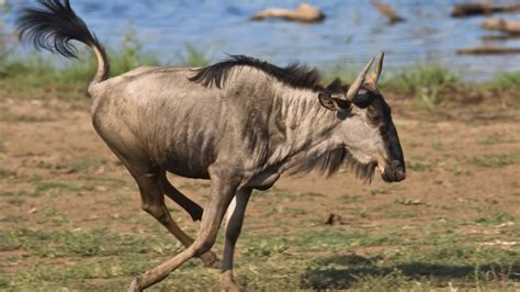 Do Lions Eat Hyenas? Interesting! – animalfoodplanet