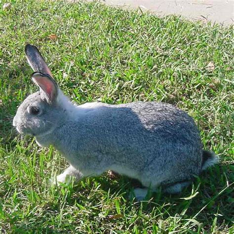 American Chinchilla - Different Breeds Of Rabbits